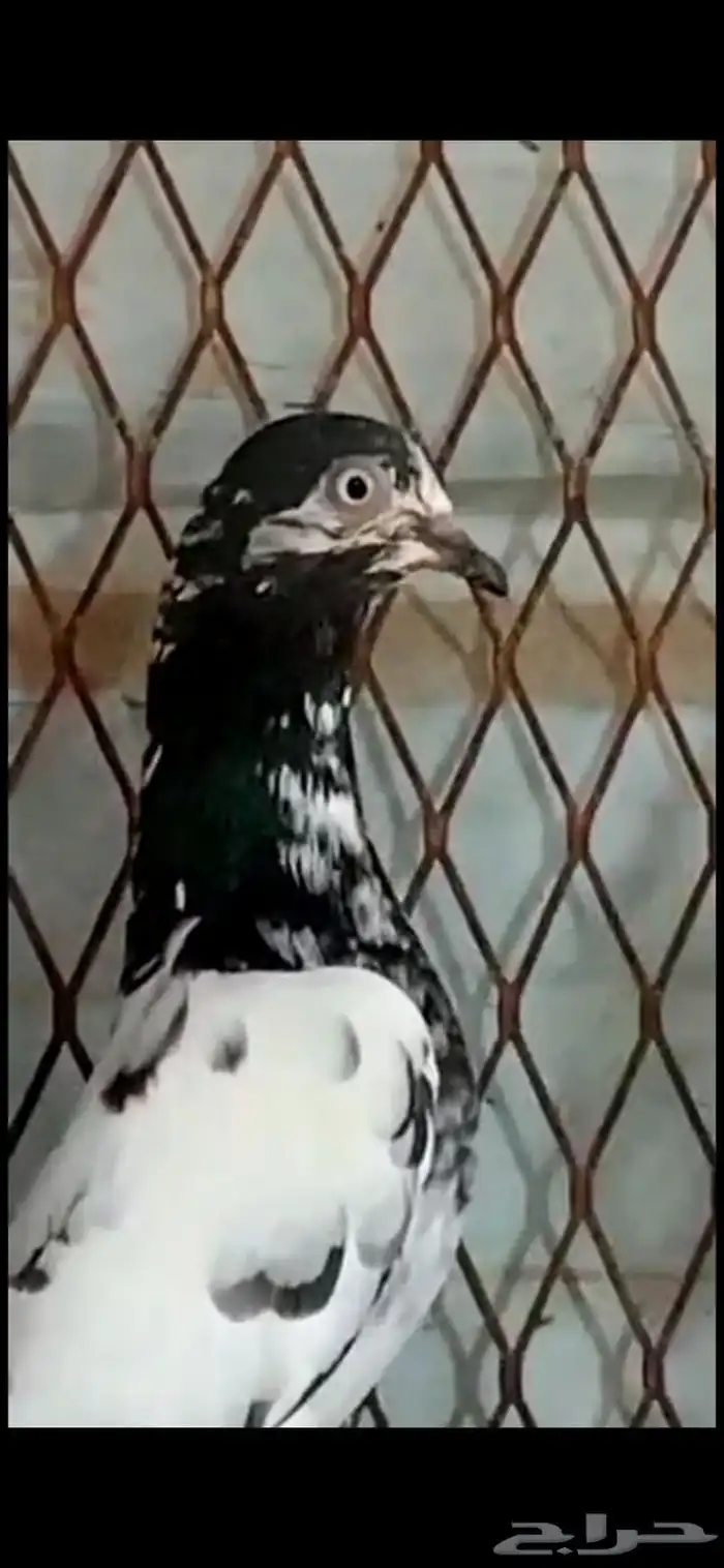 طبات تيدي سخي 35