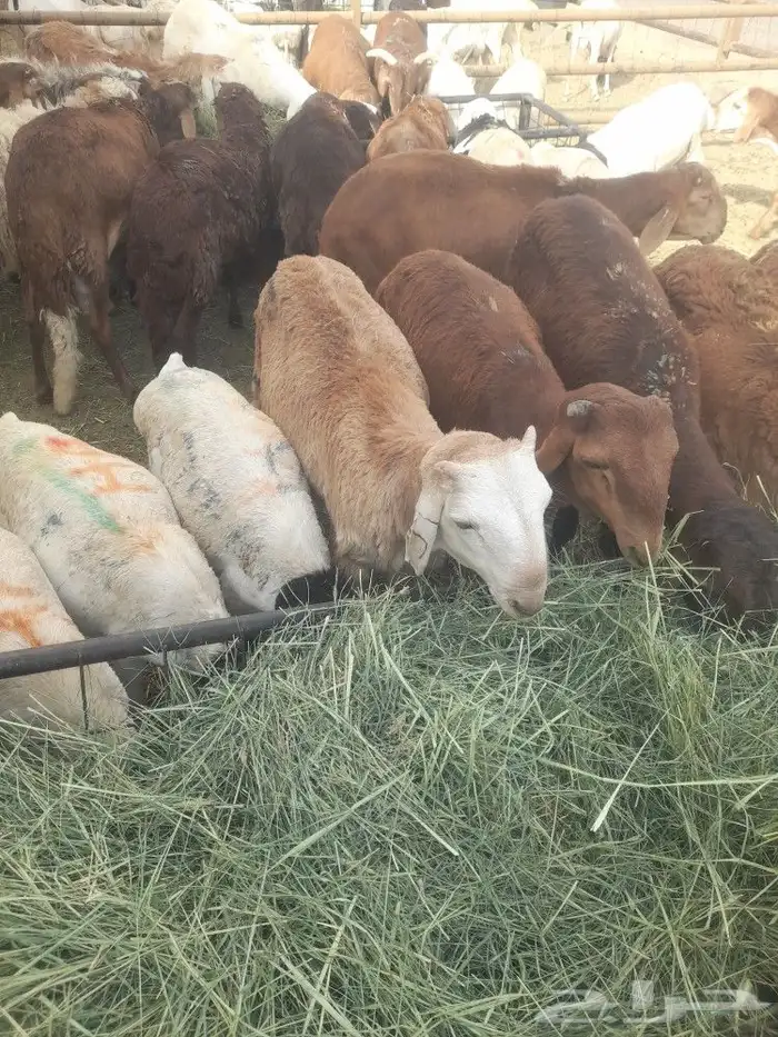 قعدان ونعيمى وسواكنى وبربرى وتيوس 6