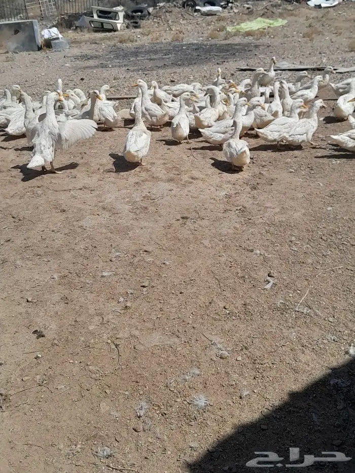 يوجد الروم الصغير يوجد الرومي الكبير يوجد البط 0