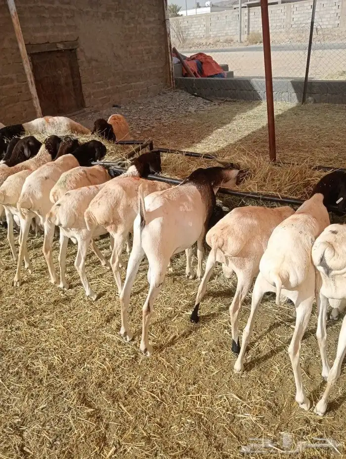 موقعنا الباحة تبوك الخرج مكة الرياض 23