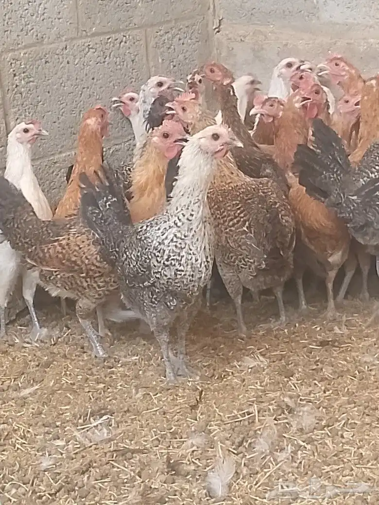دجاج اعمار 6اشهر بياض شرط 2