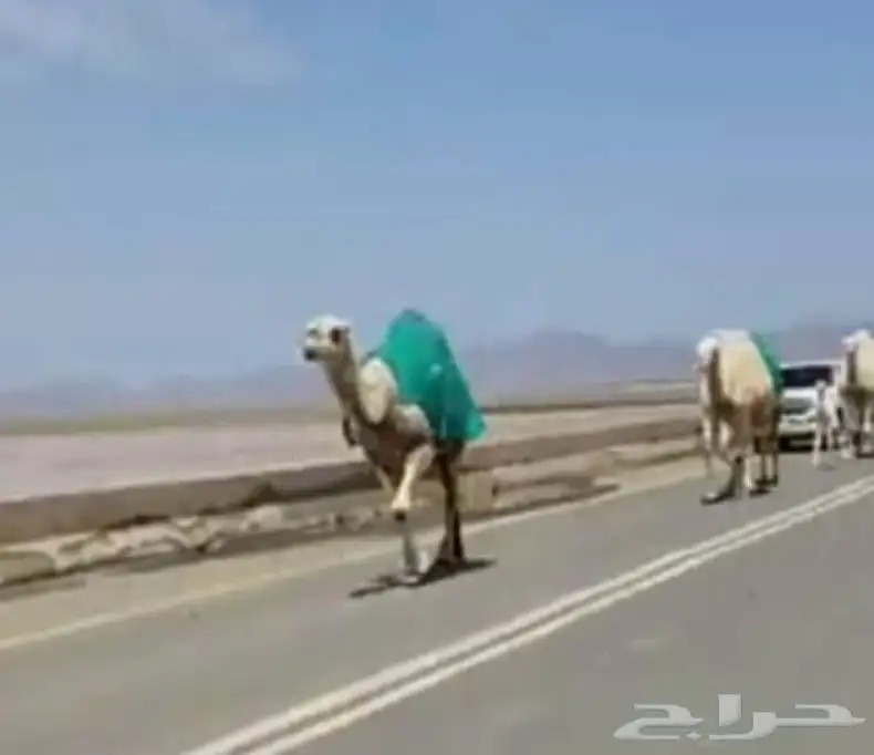 جلال إبل صغير وكبير جميع المقاسات متوفره 3