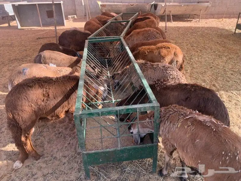 موقعنا الباحة تبوك الخرج مكة الرياض 6