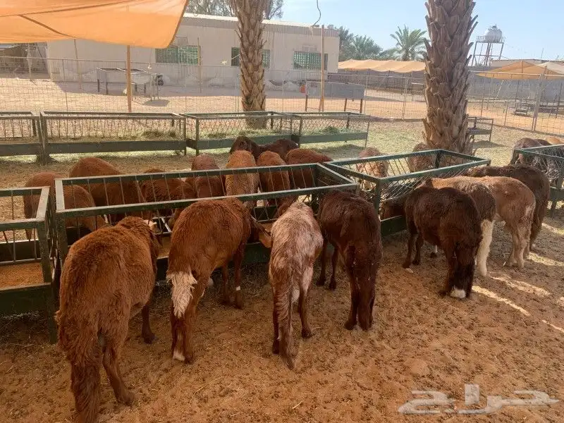 موقعنا الباحة تبوك الخرج مكة الرياض 3