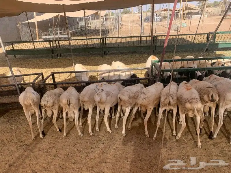 موقعنا الباحة تبوك الخرج مكة الرياض 5