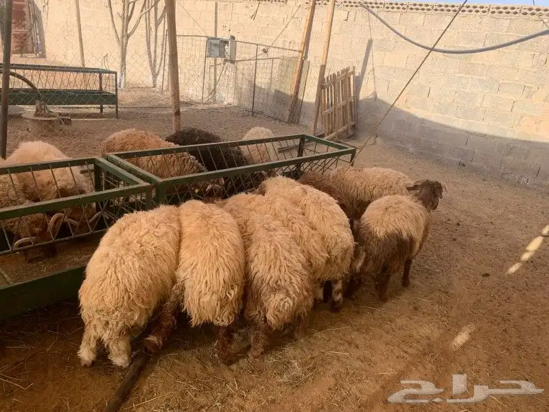 موقعنا الباحة تبوك الخرج مكة الرياض 9