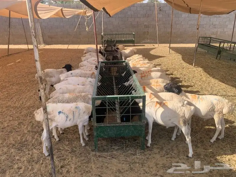 موقعنا الباحة تبوك الخرج مكة الرياض 0