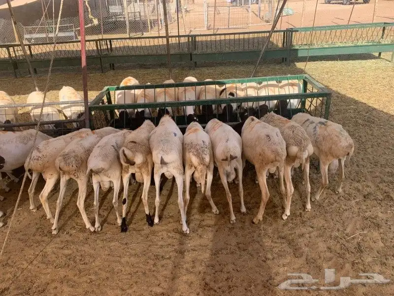 موقعنا الباحة تبوك الخرج مكة الرياض 8
