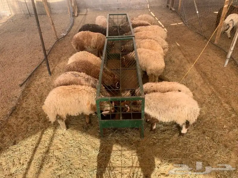 موقعنا الباحة تبوك الخرج مكة الرياض 2