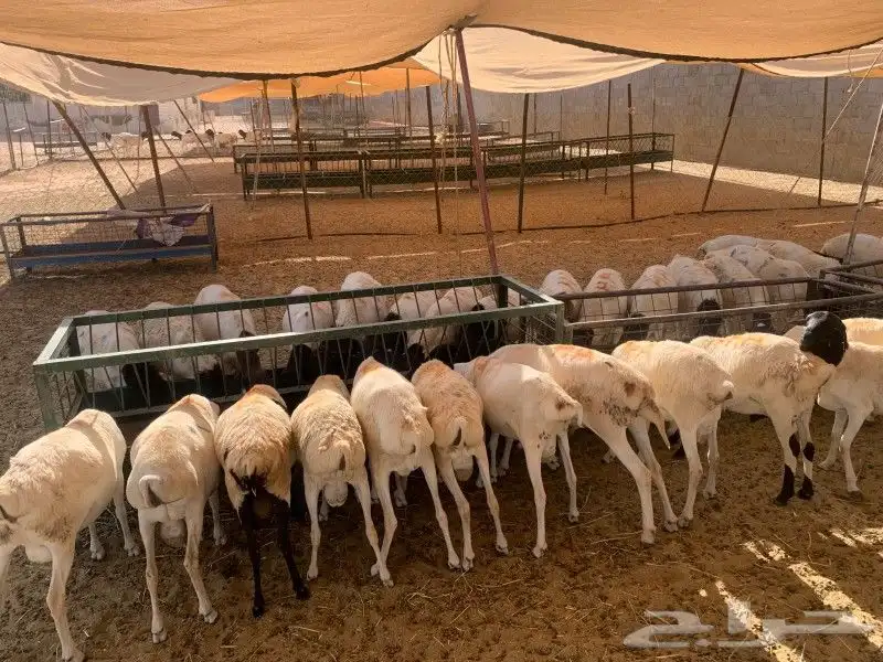 موقعنا الباحة تبوك الخرج مكة الرياض 1