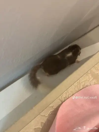سنجاب قزم 2