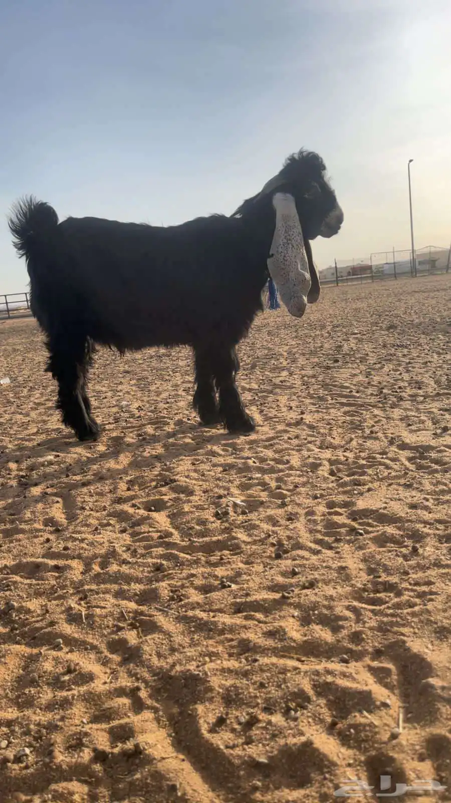 تيس مشروع فحل 1