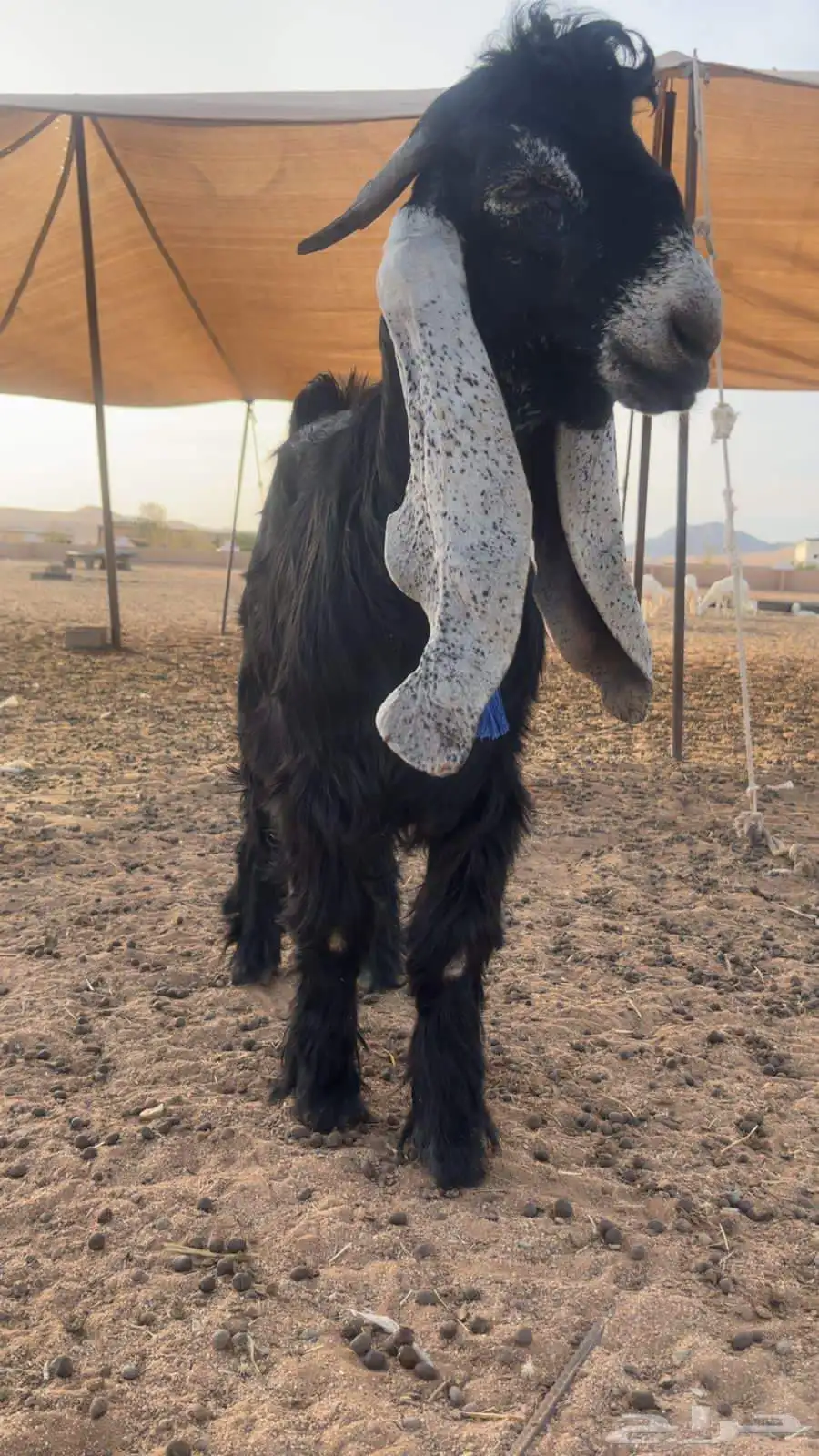 تيس مشروع فحل 2