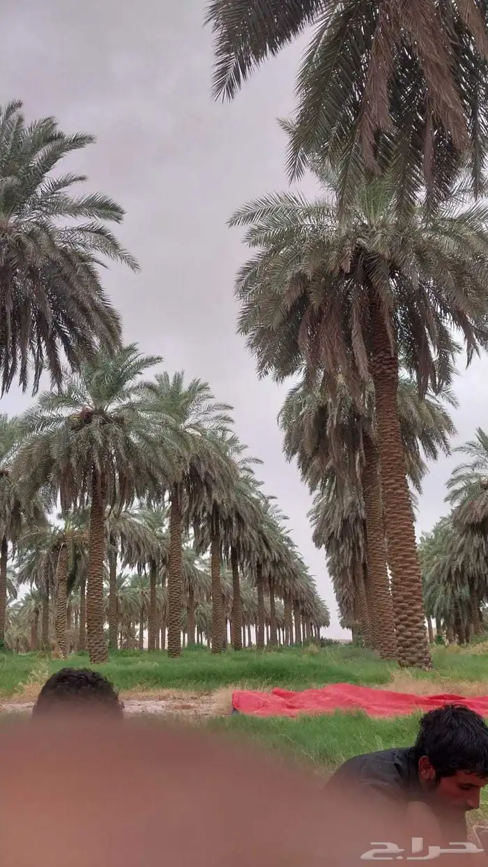 سلام عليكم يوجد عمال خراف صرام نقوم بجميع اعمال انخيل 3