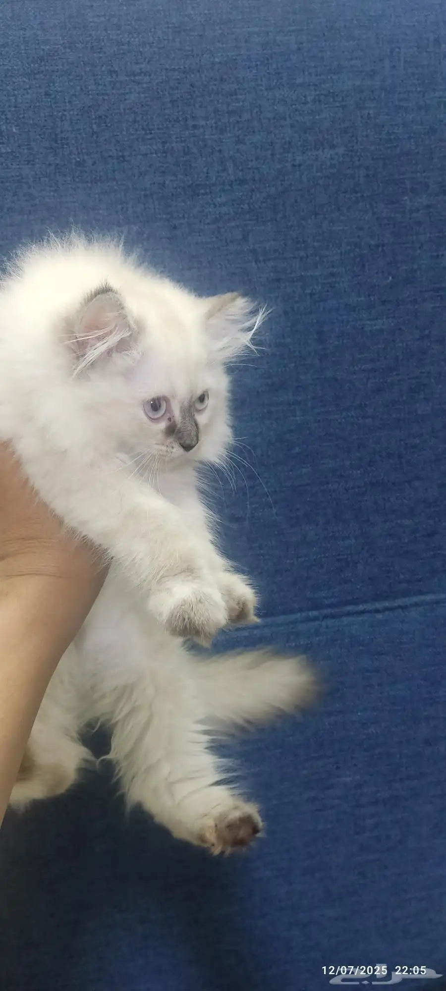 كيتن 4 قطط صغار اعمارهم 3 اشهر 2