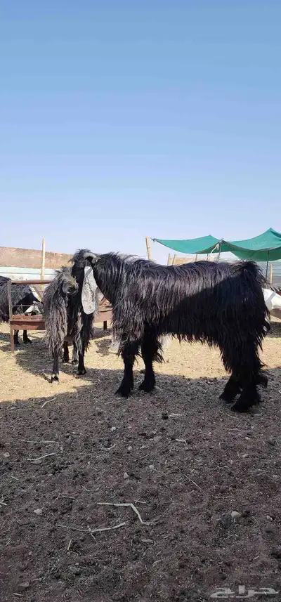 تيوس عوارض ثنيان للبيع 3