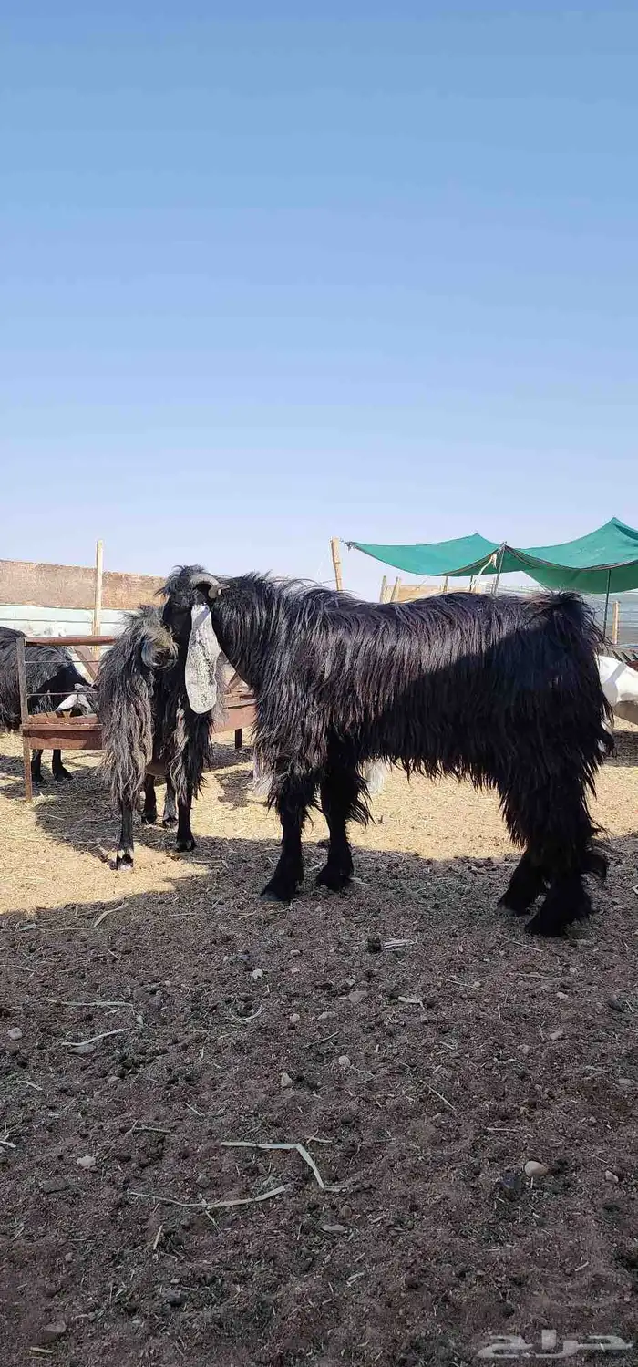تيوس عوارض ثنيان للبيع 3