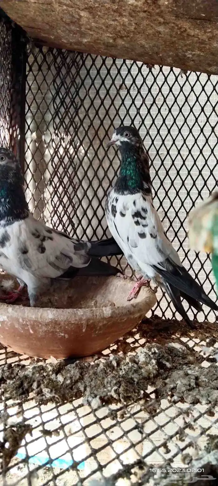 طبات تيدي سخي 23