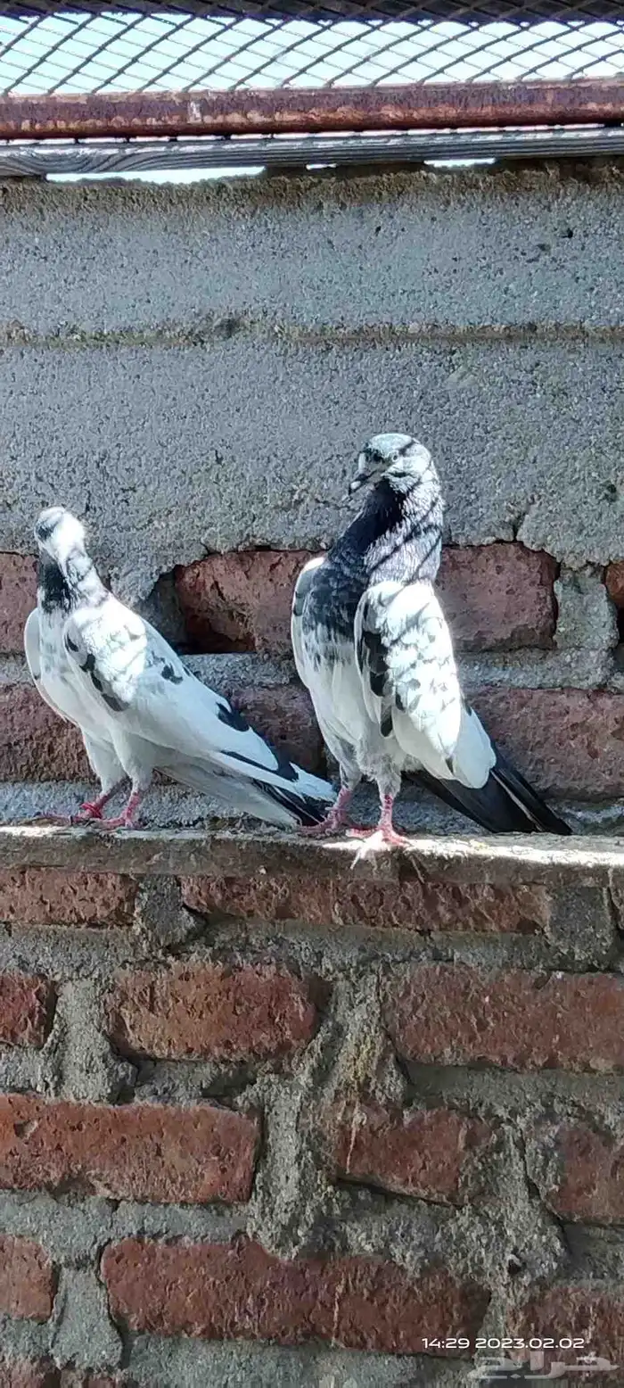 طبات تيدي سخي 20