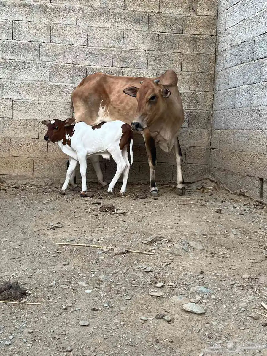 بقره منتوجه فاخر 0