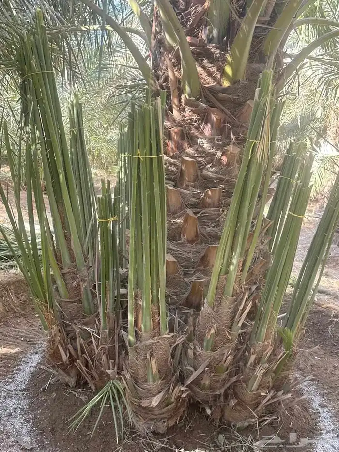 السلام عليكم ورحمه الله وبركاته 1