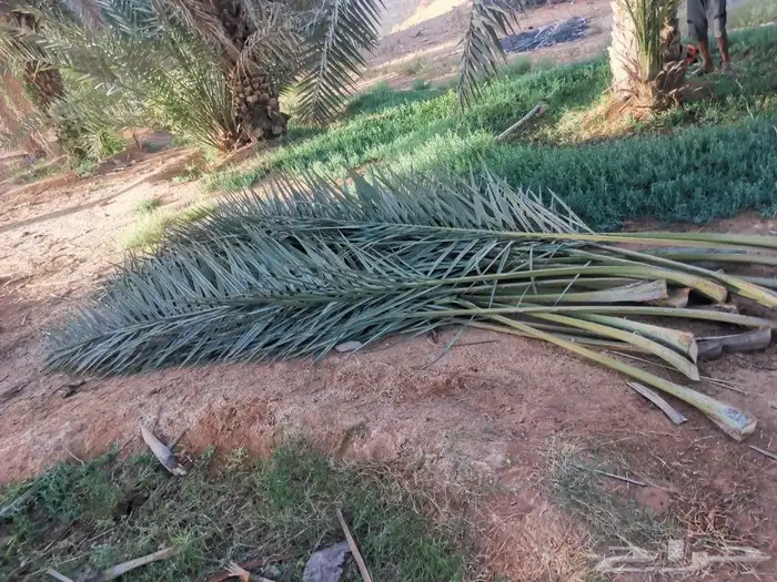سعف نخيل أخضر طيب كميه 1