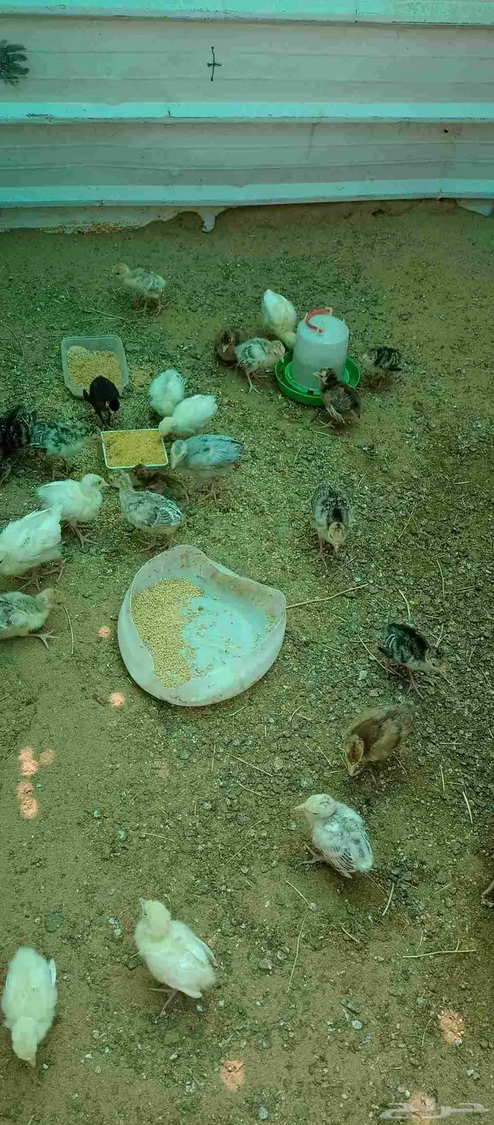 صيصان دجاج رومي 1