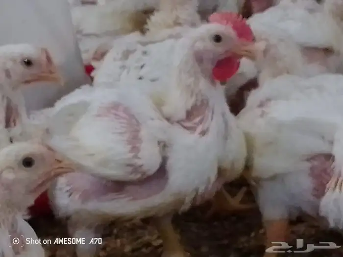 مشرف مزارع الدواجن ابيض تسمين لحم خبره عاليه في هذا المجال 6