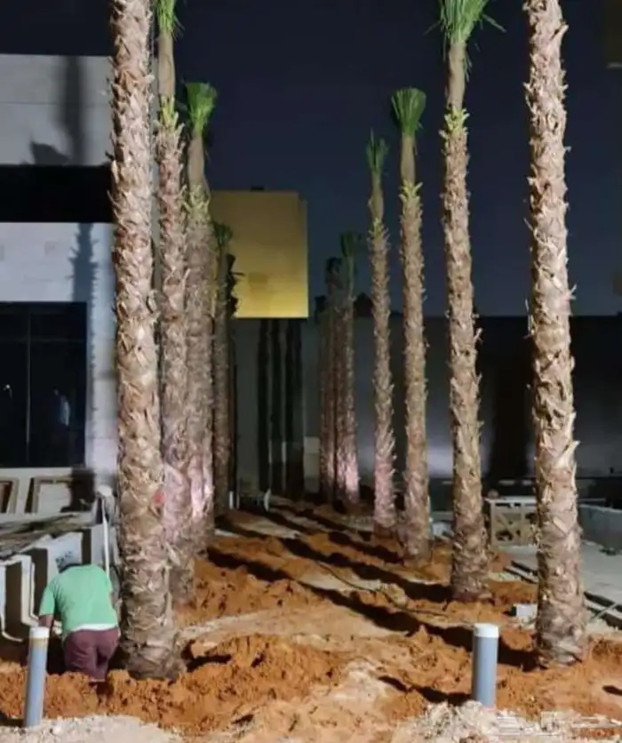 نخيل واشطنوياء زينه 5