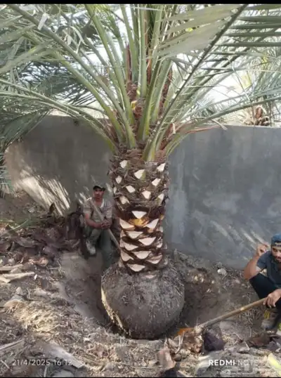 يوجد جميع انواع النخيل 7