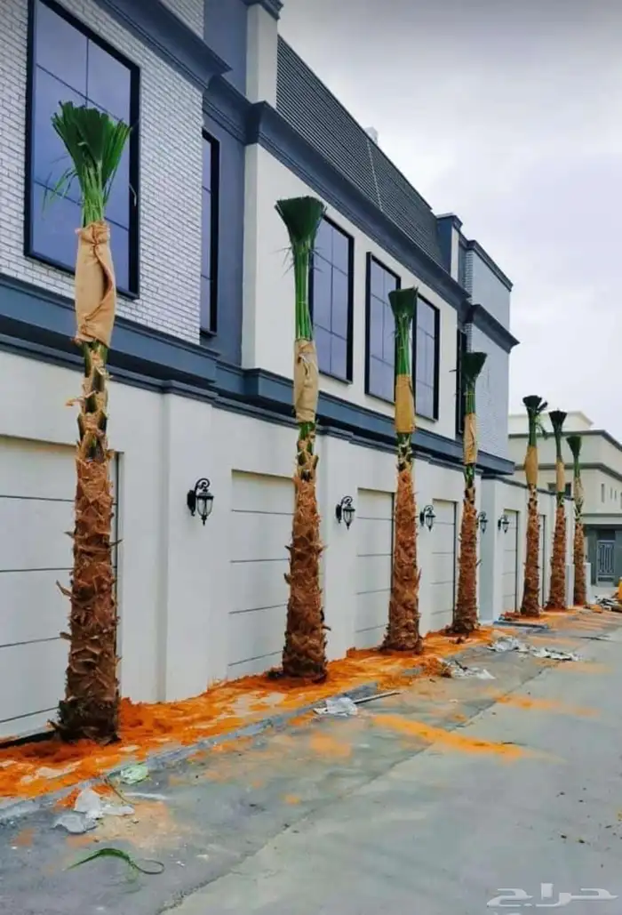 نخيل واشطنوياء زينه 0