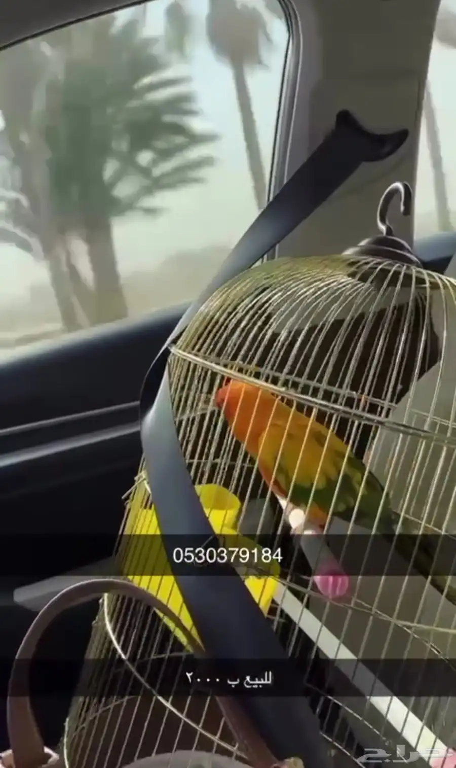 طير كنيور للبيع 0