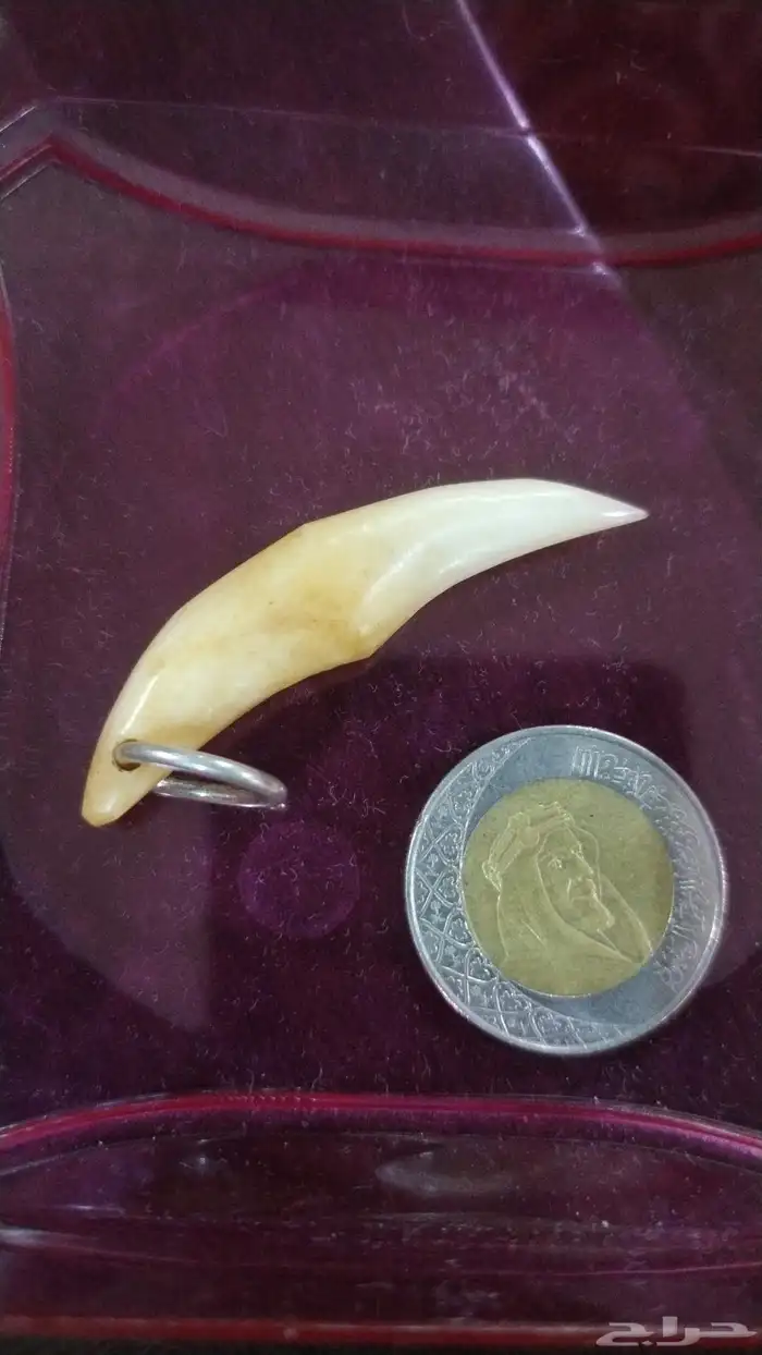 ناب الذيب الافريقي 2