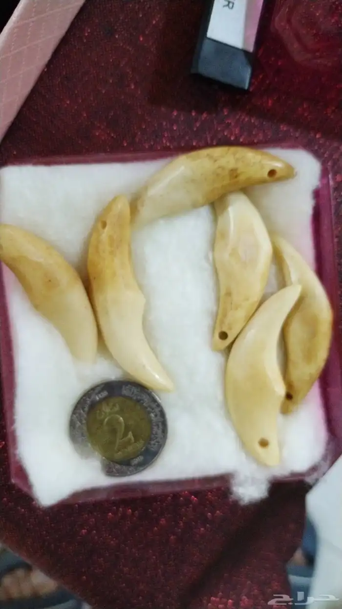 ناب الذيب الافريقي 3