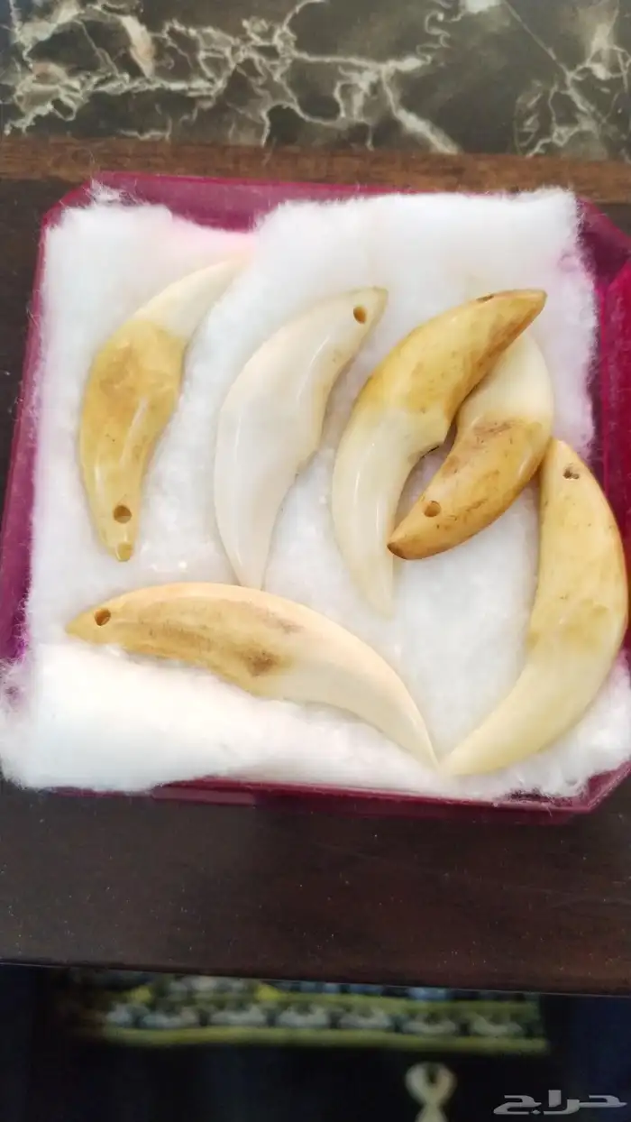 ناب الذيب الافريقي 0