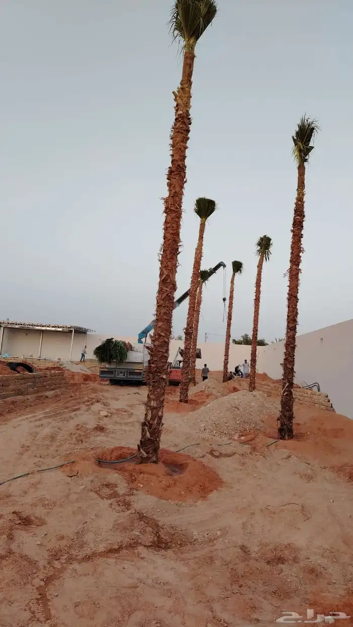 قلع واركز جميع انواع النخيل والأشجار 0