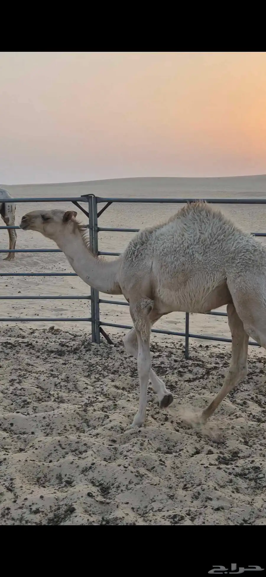 قعود طيب لباني على حليب امه وعلف طيب الموقع النعيريه 2