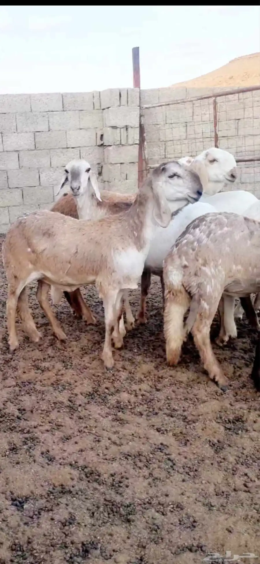 عرض نادر لاهل النوادر 8 رخال سواكن درمانيات منوه القناي 0