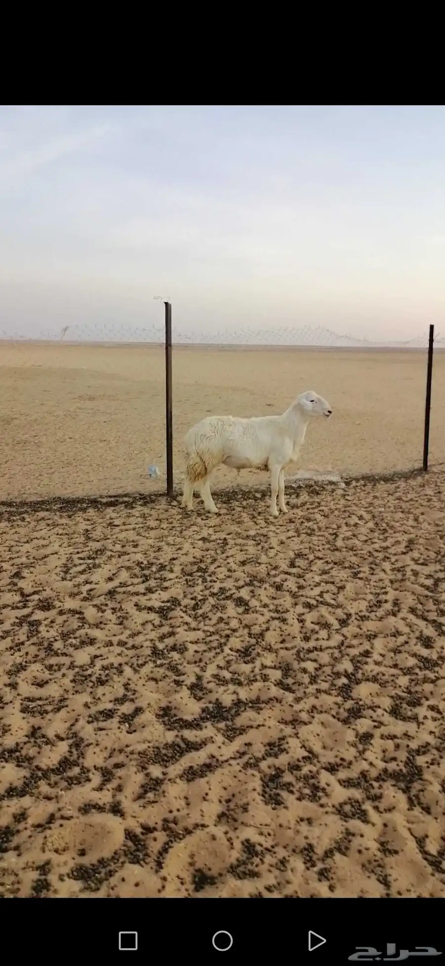 خروف حري ثني 2