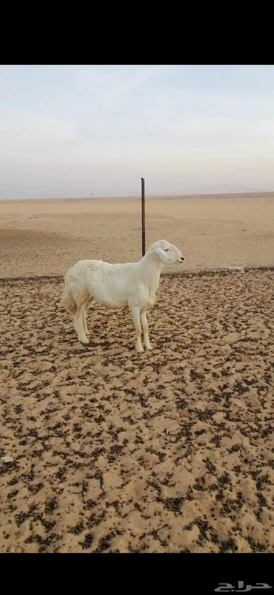 خروف حري ثني 0