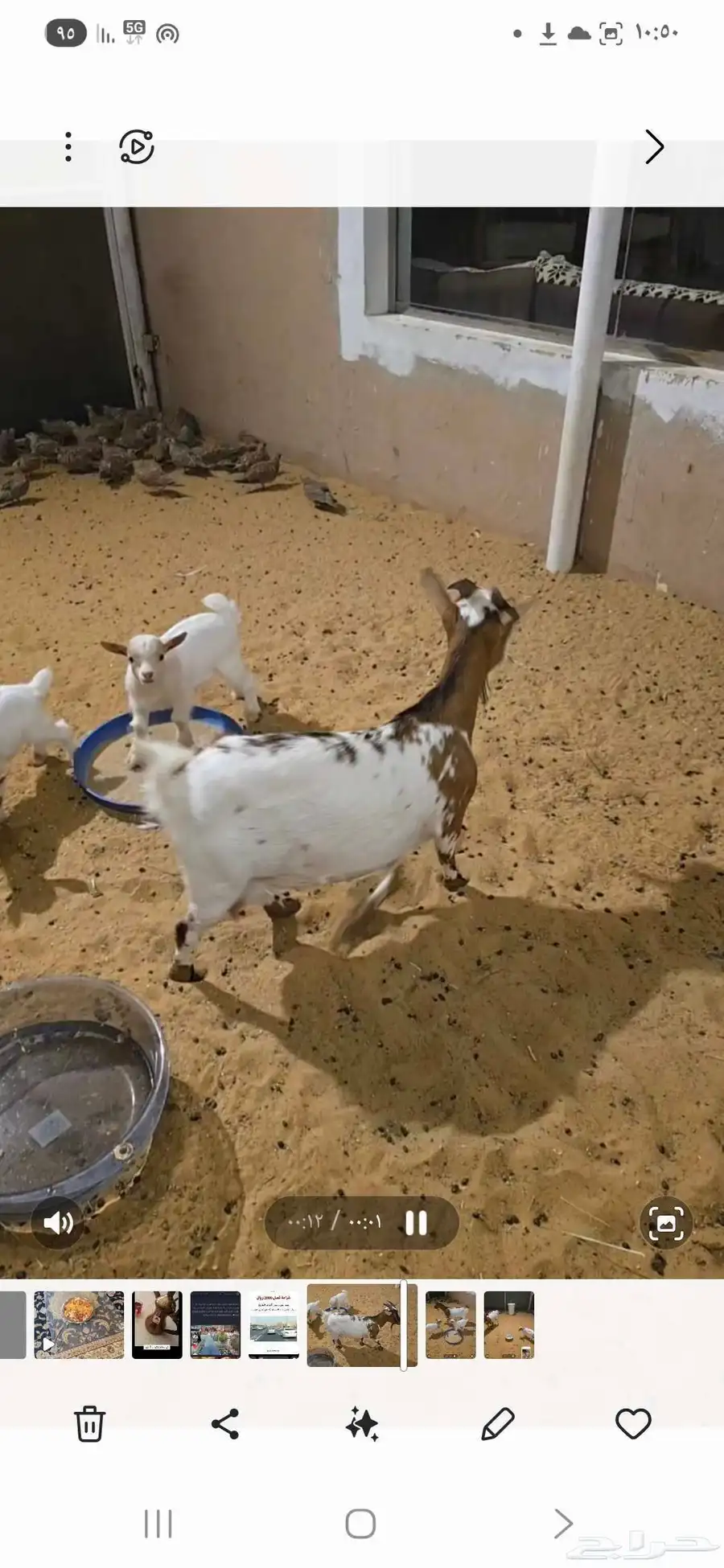 ماعزقزمية ماكس معها تيسين 1