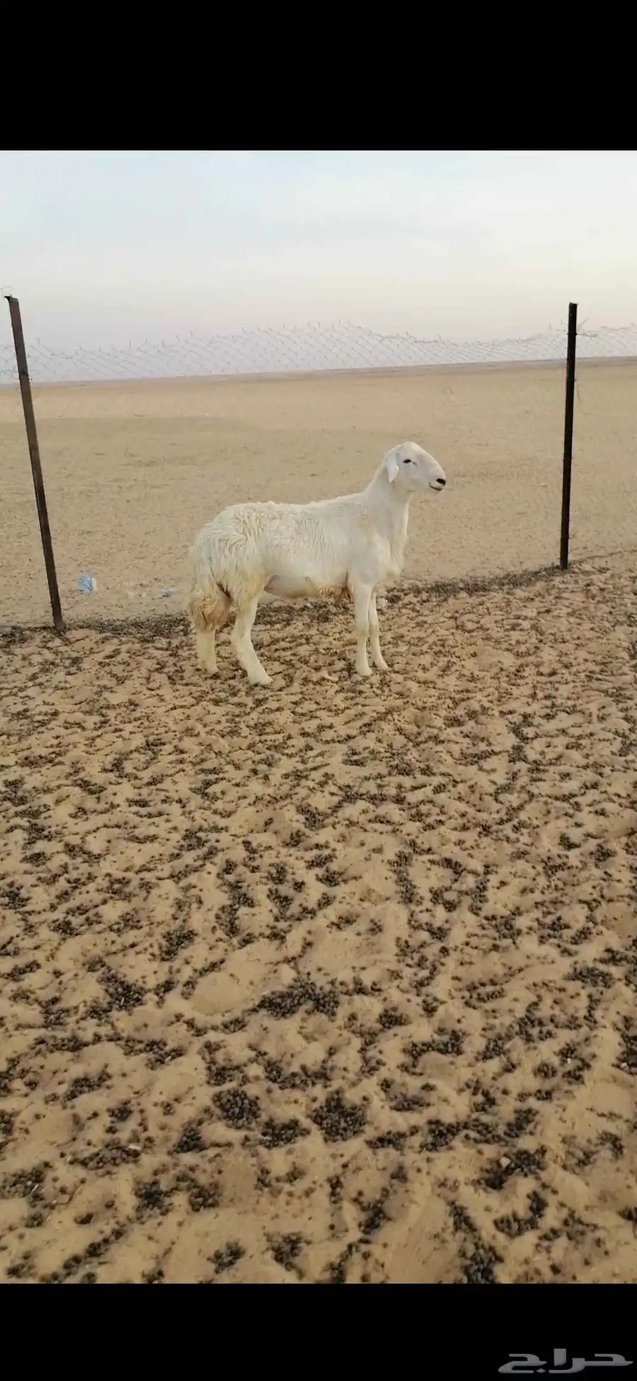 خروف حري ثني 1