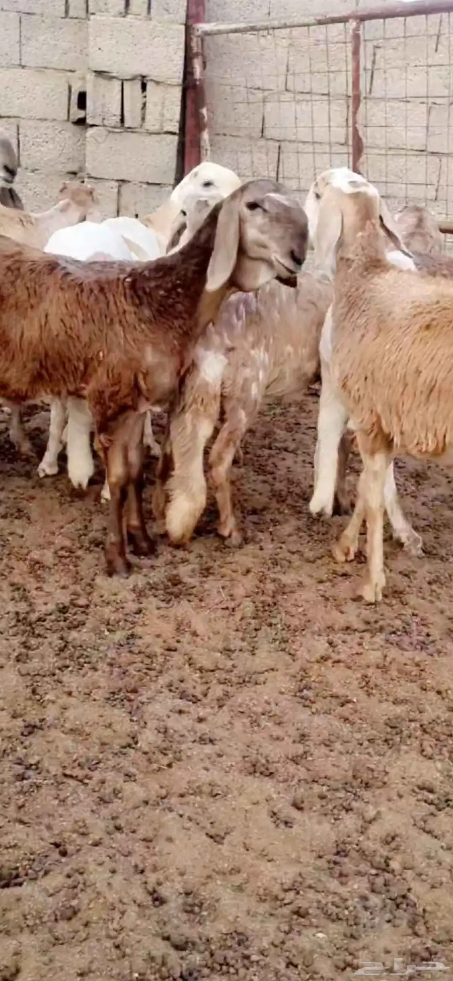 عرض نادر لاهل النوادر 8 رخال سواكن درمانيات منوه القناي 1