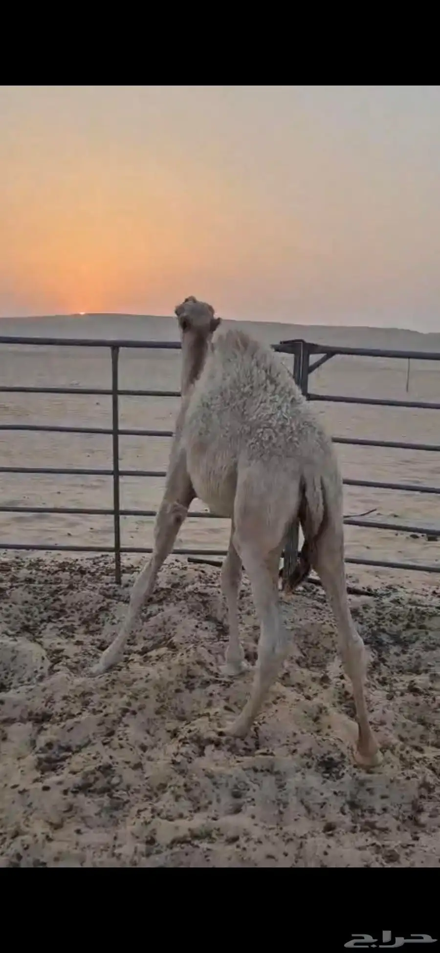 قعود طيب لباني على حليب امه وعلف طيب الموقع النعيريه 0