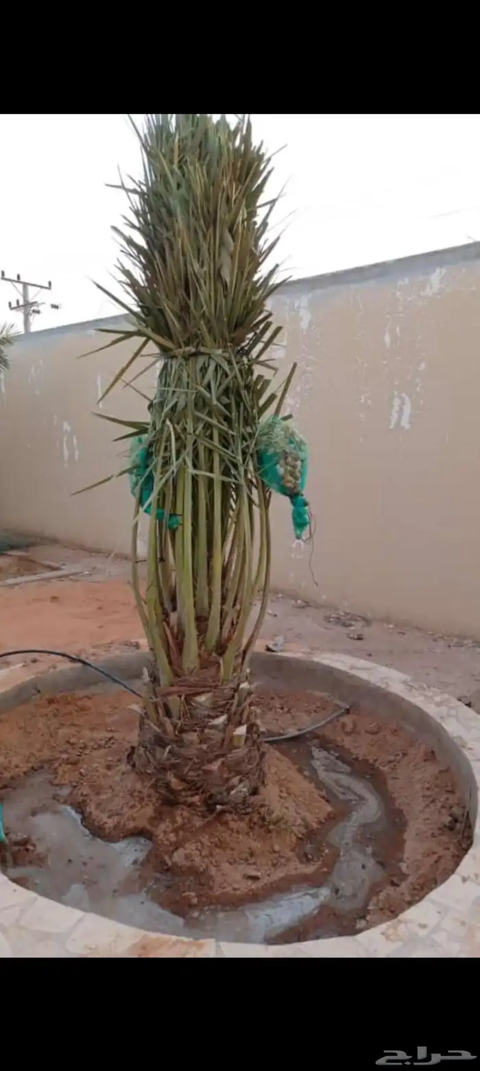 نخل القصيم المثمرة 4