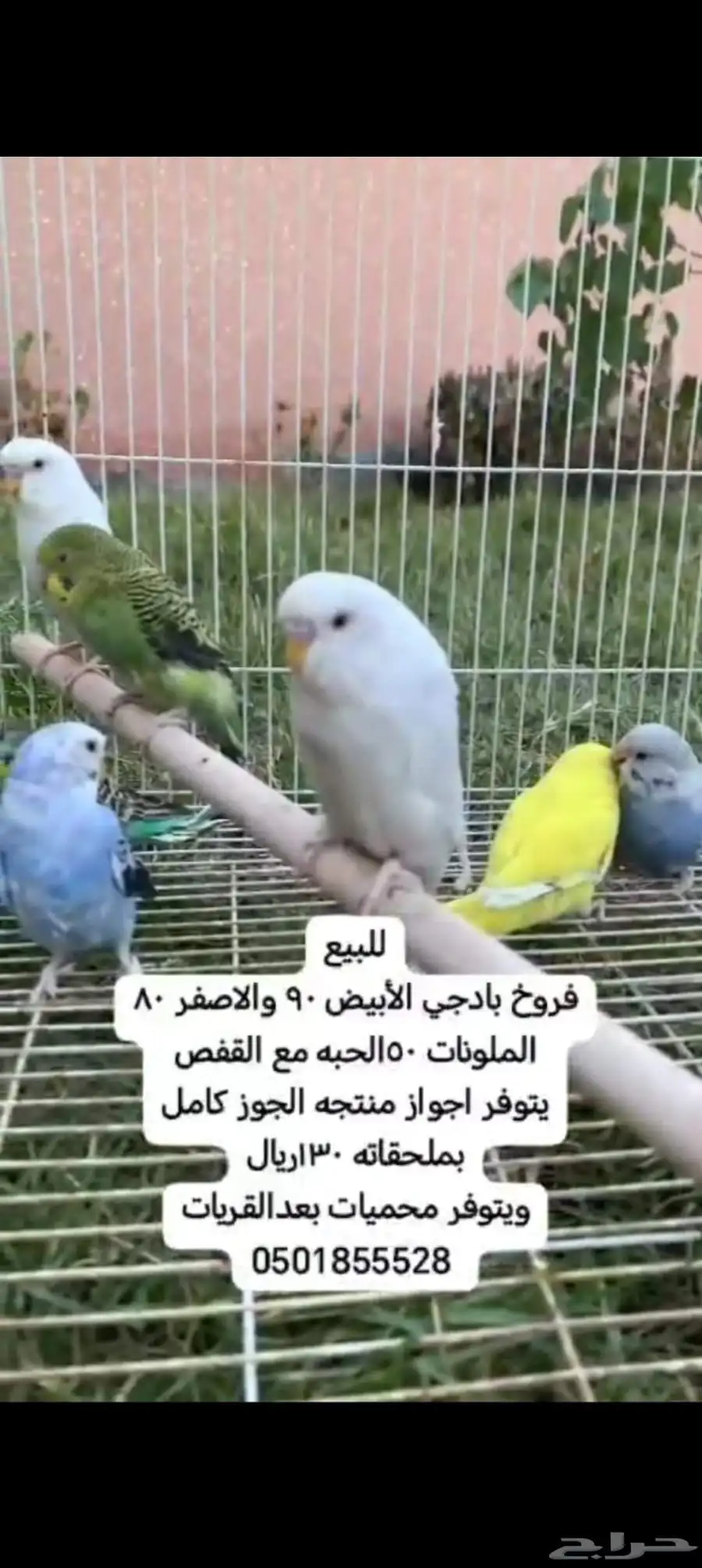 طيور واحواض اسماك. وخيمه المكشات 3