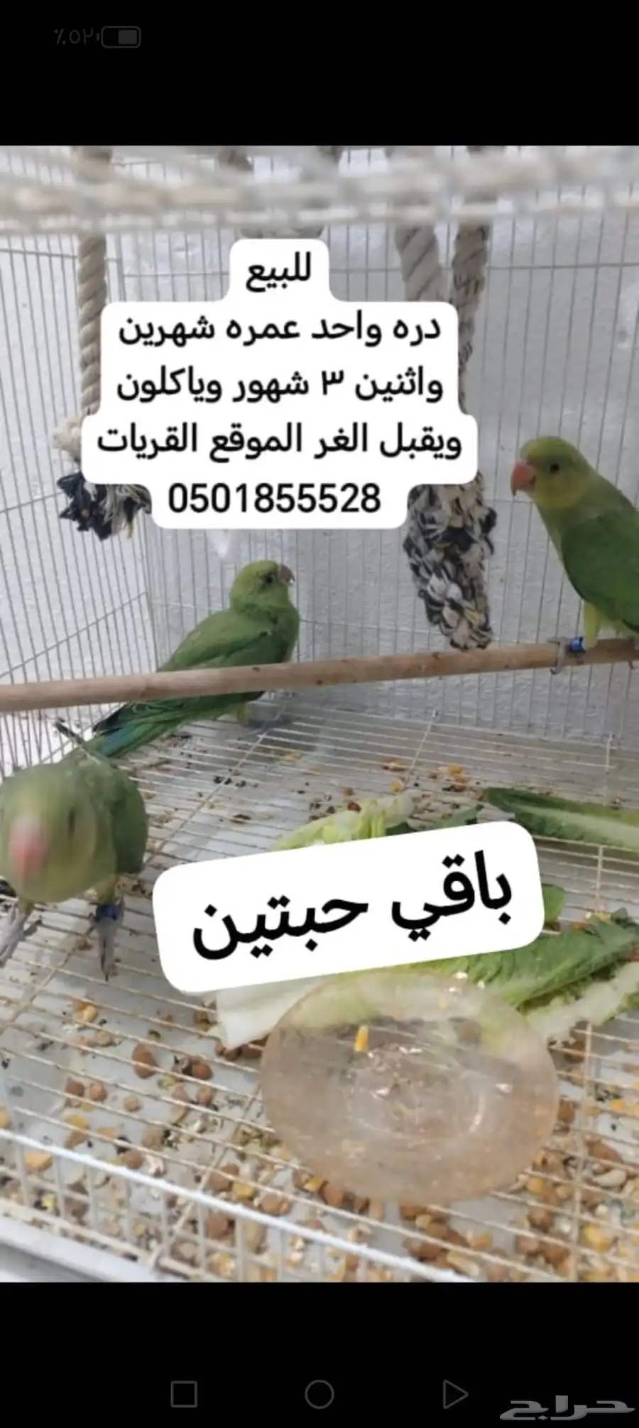 طيور واحواض اسماك. وخيمه المكشات 0