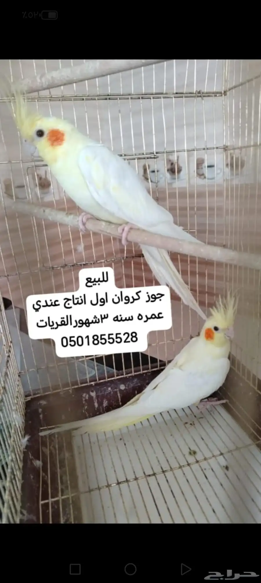 طيور واحواض اسماك. وخيمه المكشات 2