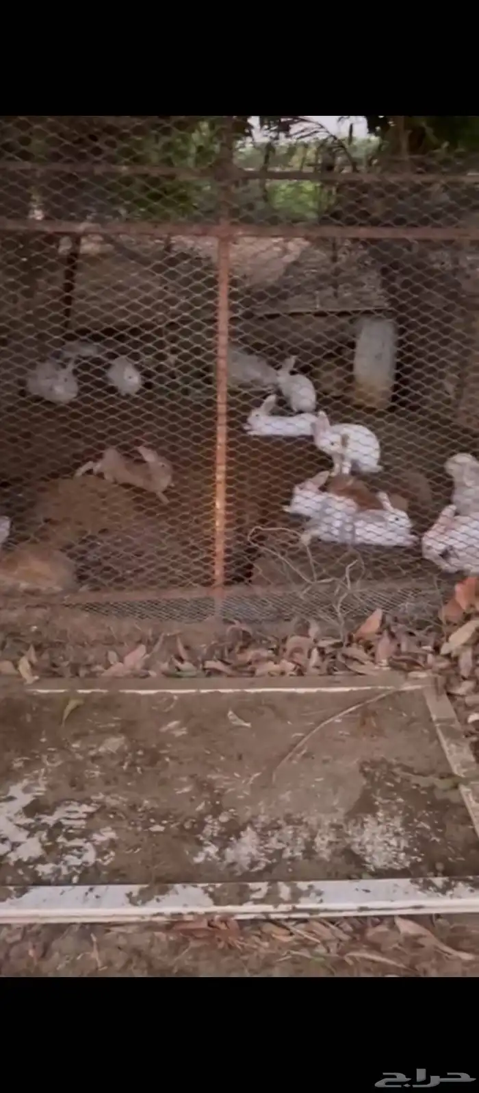 أرانب بصحة جيدة وفي منها نوع مختلف وشعرها كثير 1