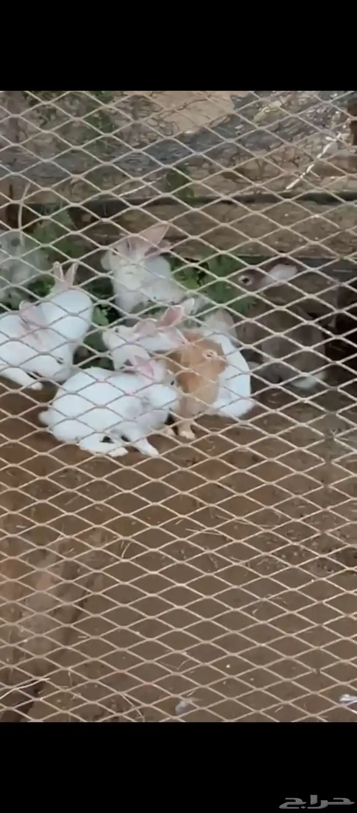 أرانب بصحة جيدة وفي منها نوع مختلف وشعرها كثير 0